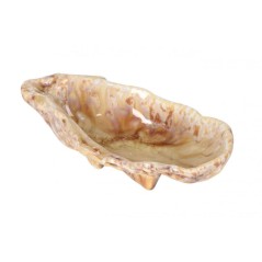 PURA SANGRE: DEL MAR MINIATURA OSTRA MOMI 13x7x3.5cm Ref.P1505035